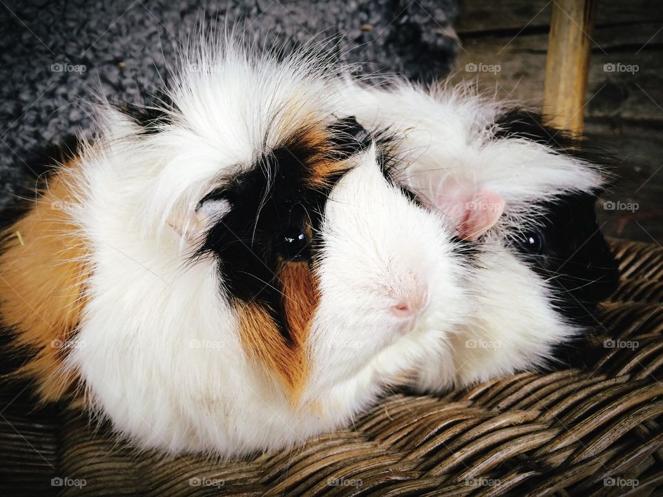 Guinea pigs