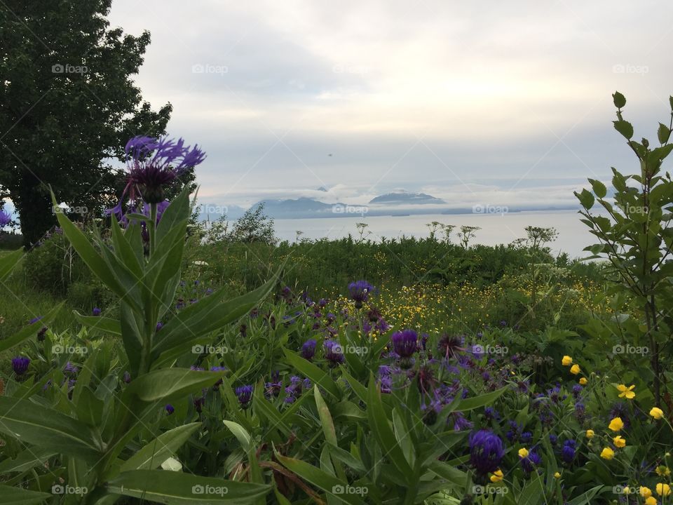 Homer, Alaska wildflowers with the ocean and mountains in the background