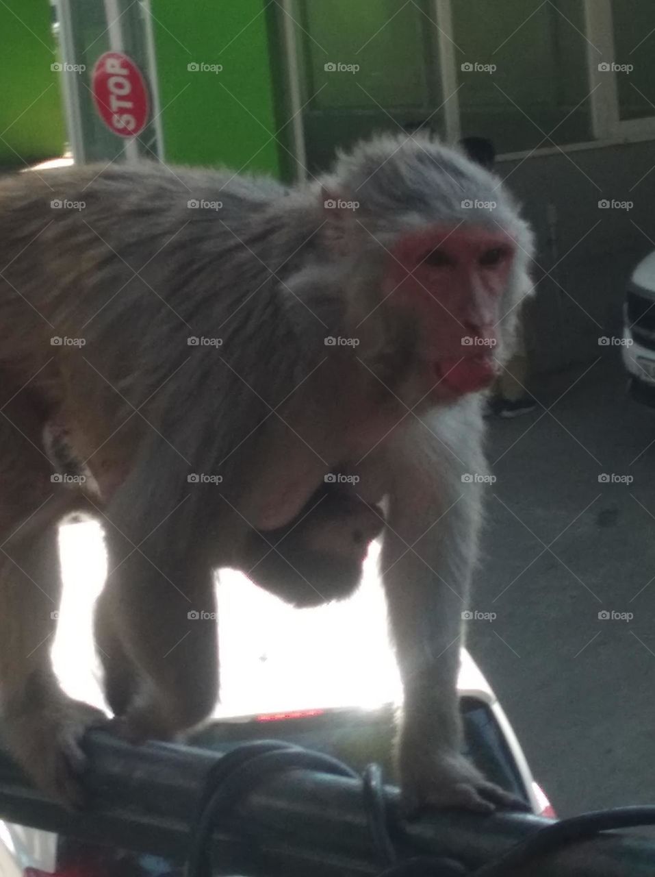 monkey with her child jumping this way to that way very careful for her child, looks very beautiful