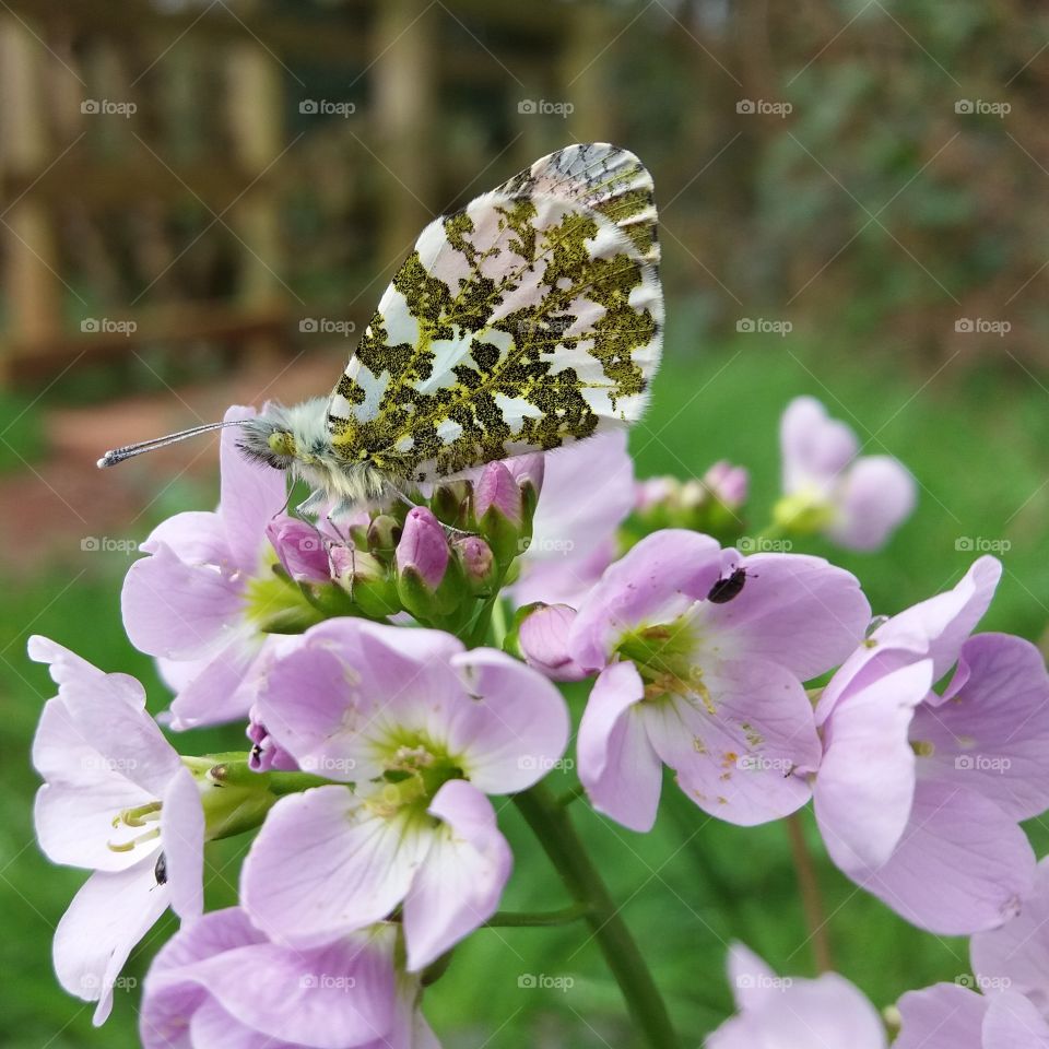 Resting orange tip