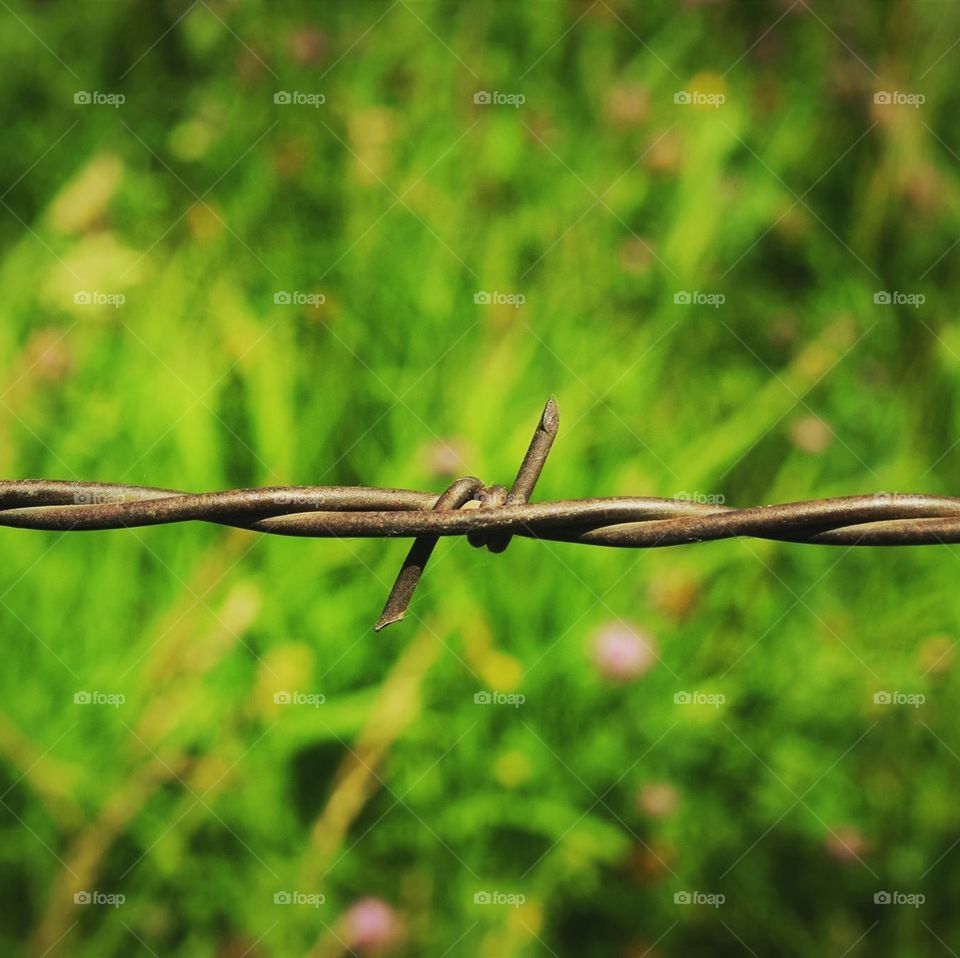 Barbed wire fence 
