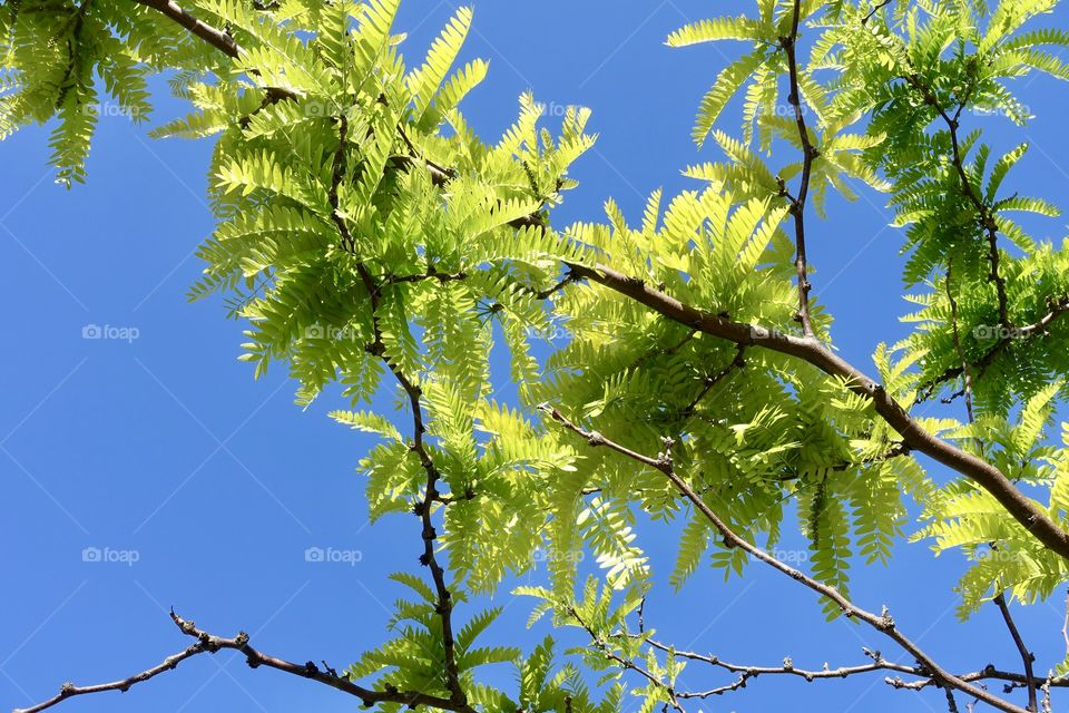 Vivid green coloured leaves can be seen with clear blue sky.