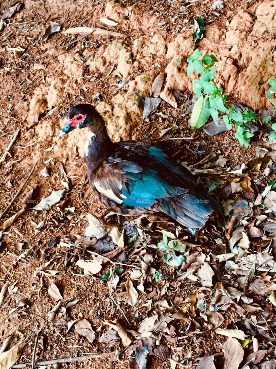 O #pato ficou paradinho para nós o fotografarmos. Valeu o disfarce de estátua, Mr Duck! 🦆