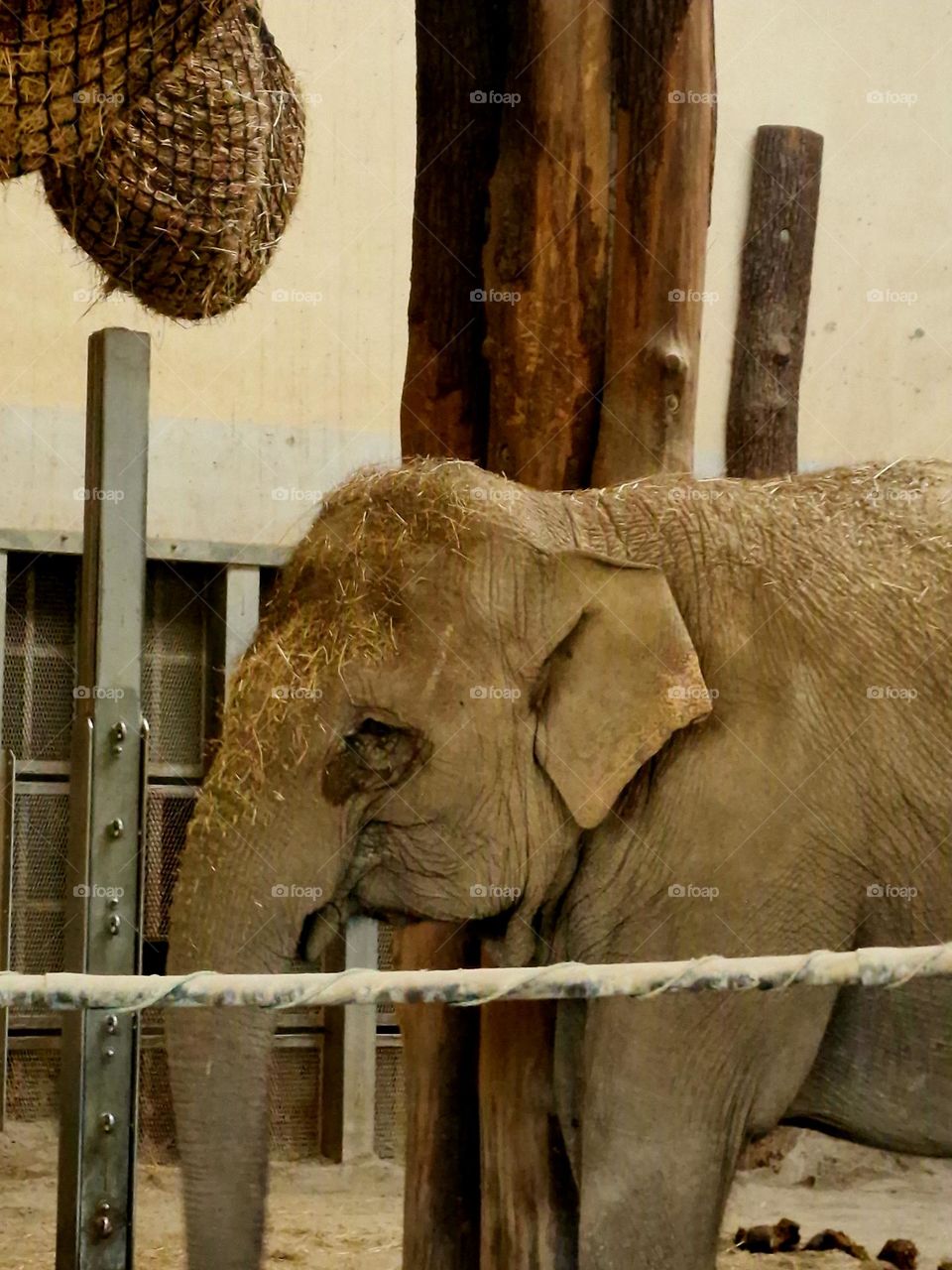 elephant at zoo