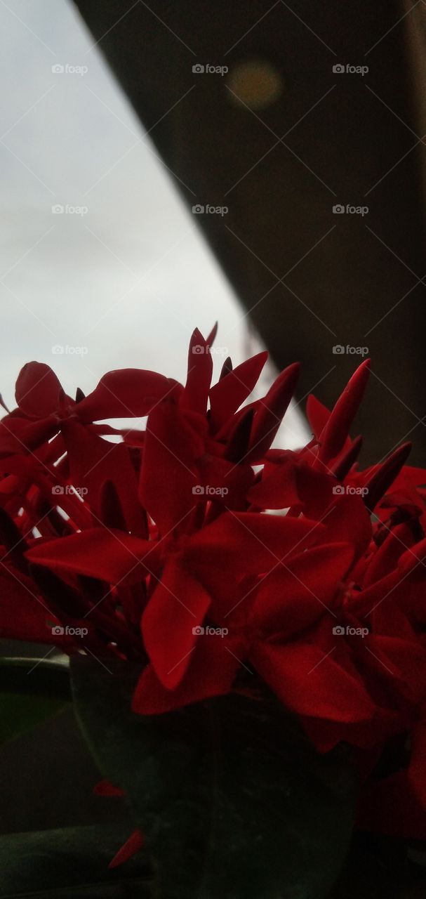 Some red flowers that can make your day.