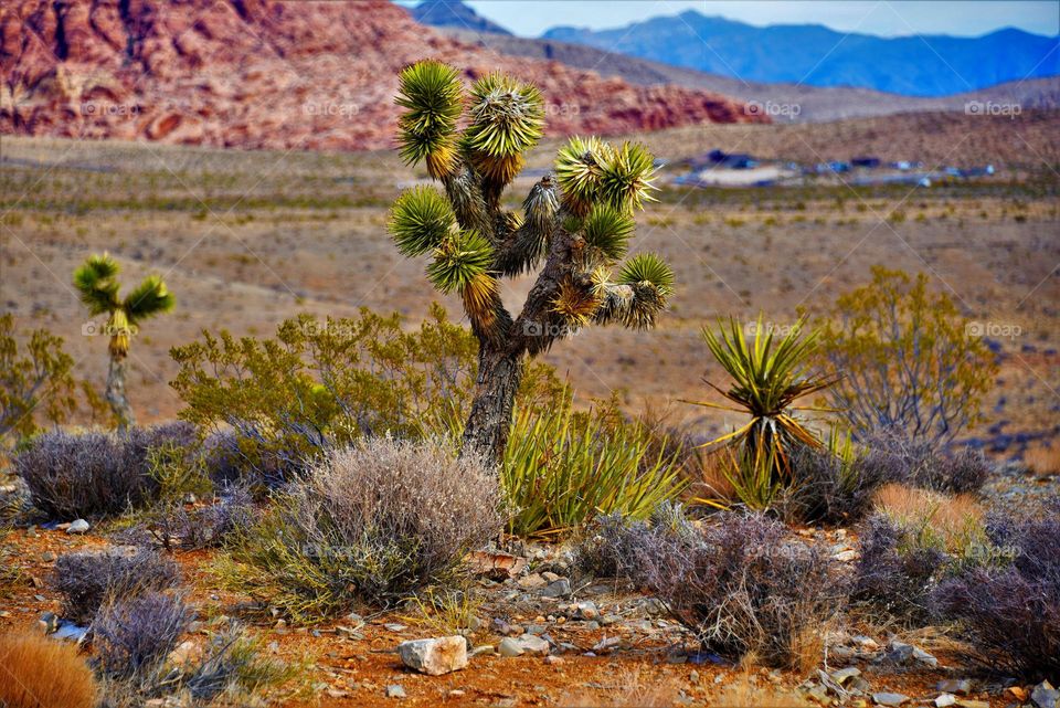 My favorite jashiua tree