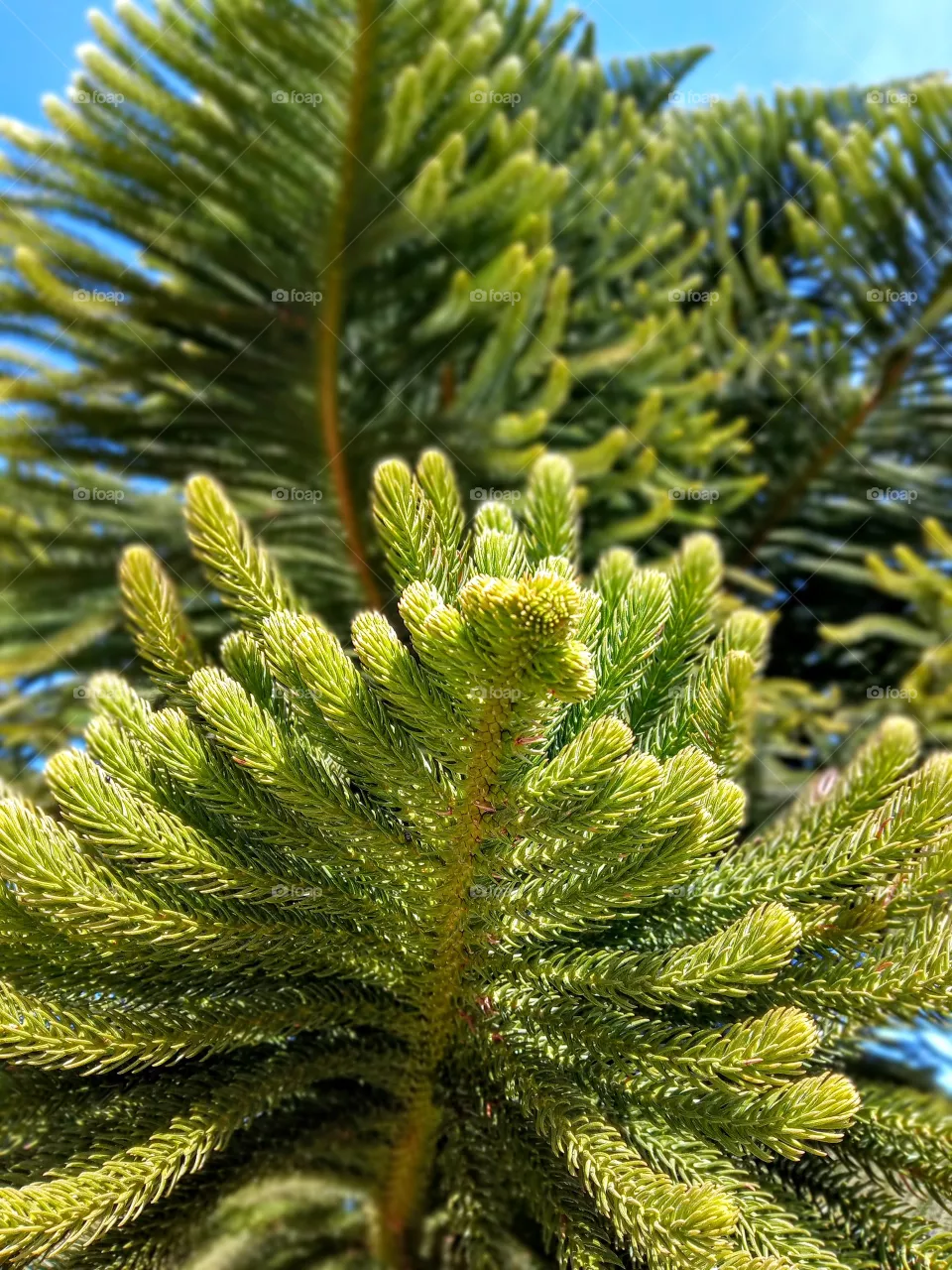 pine leave