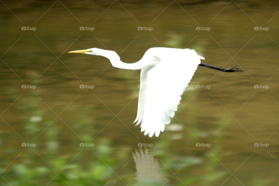 Bird, Water, Nature, Wildlife, Heron