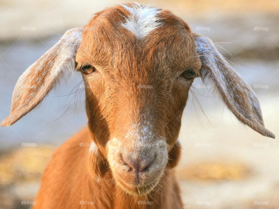 portrait of goat