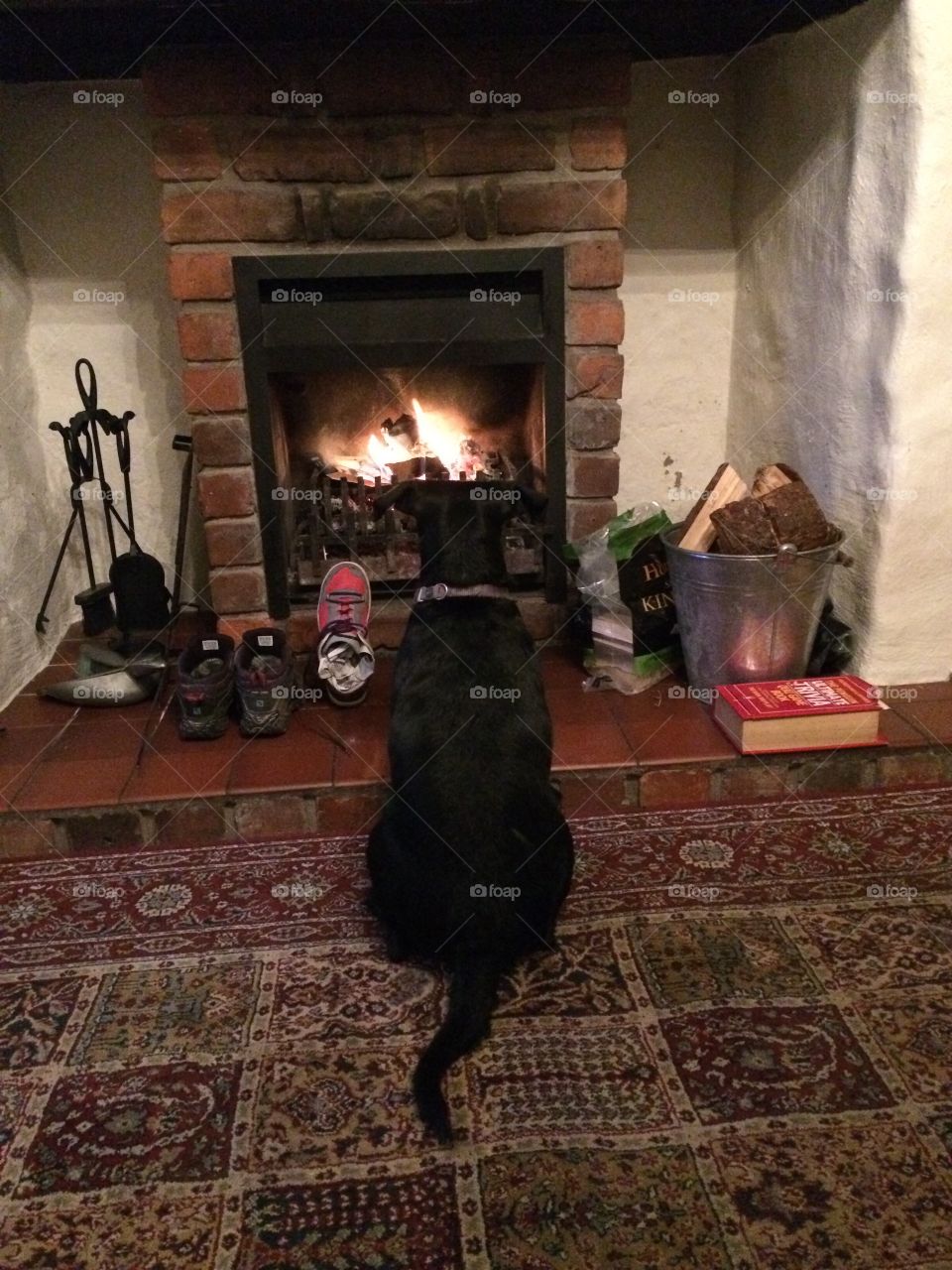 Dog sitting in front of fire 