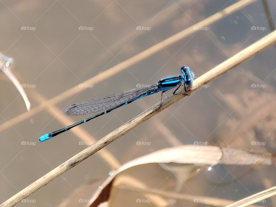 Blue Dragonfly on the river