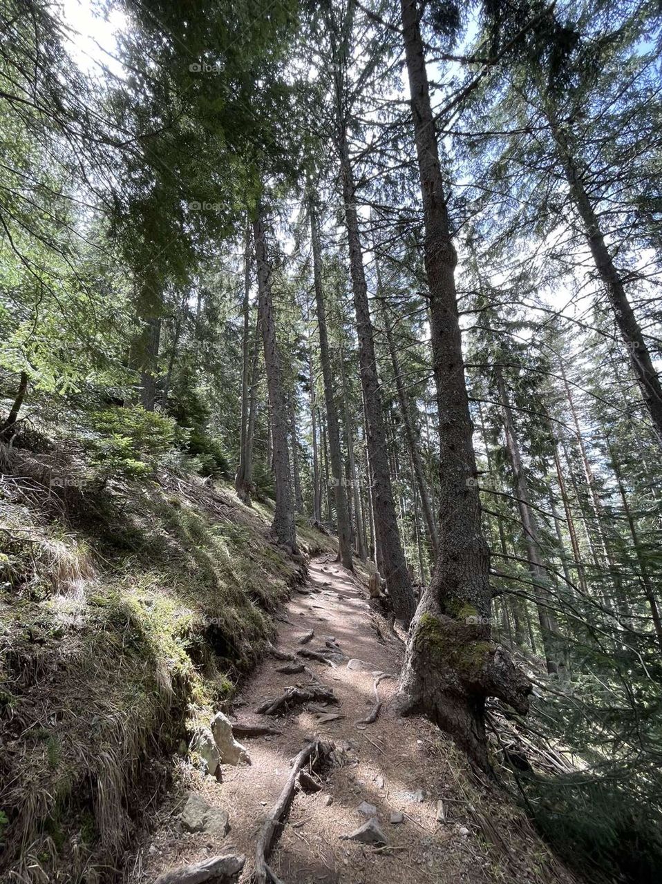 path between tall majestic trees