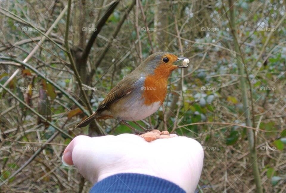Robin with nut