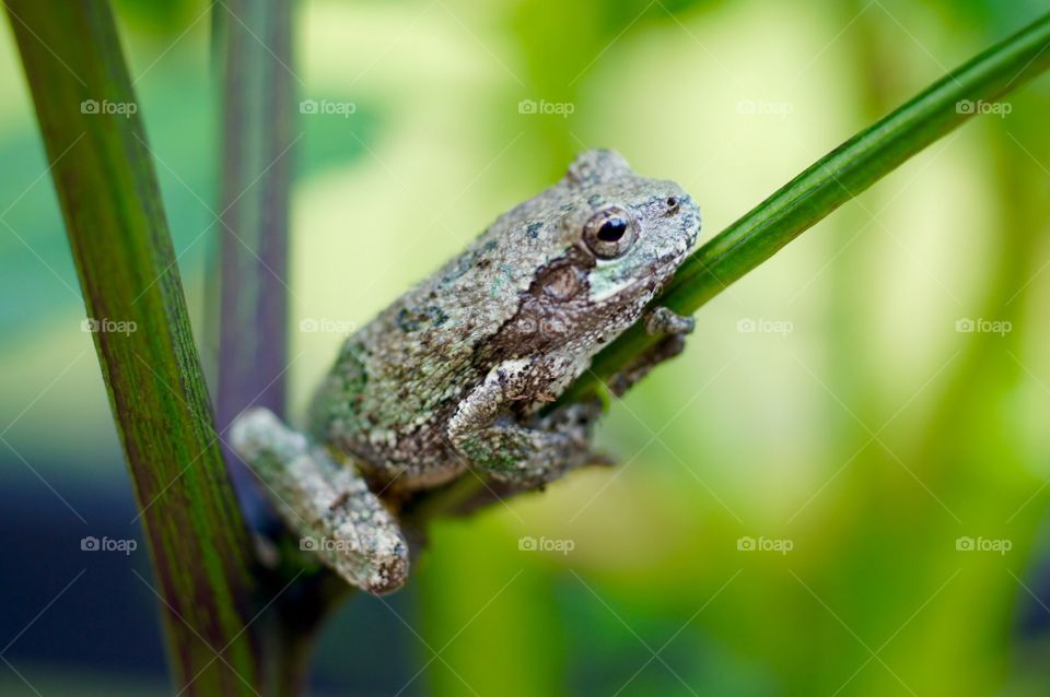 Frog on Pepper Plant
