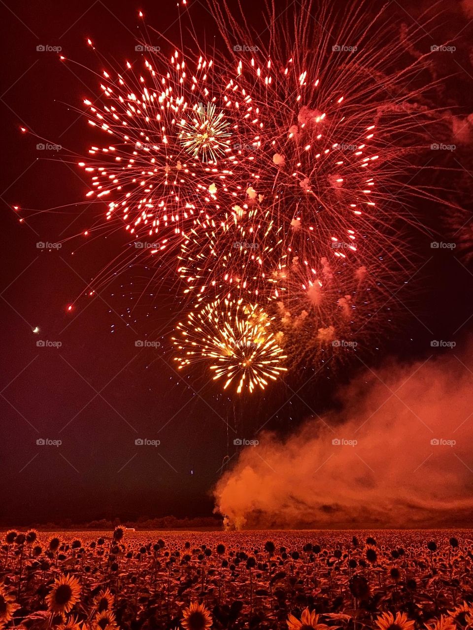 Fireworks over a field of sunflowers