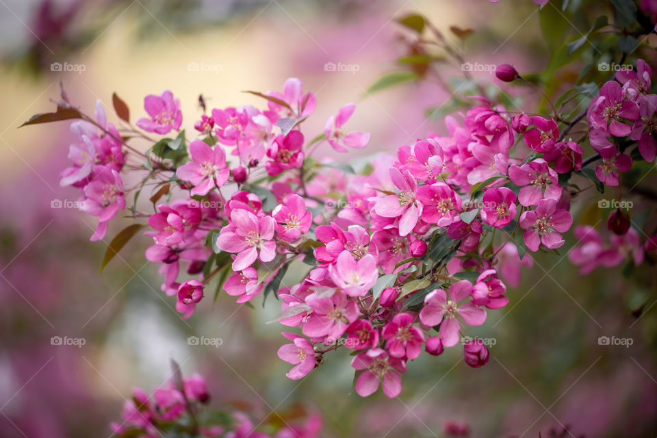 Crabapple blossom branch at sunny day