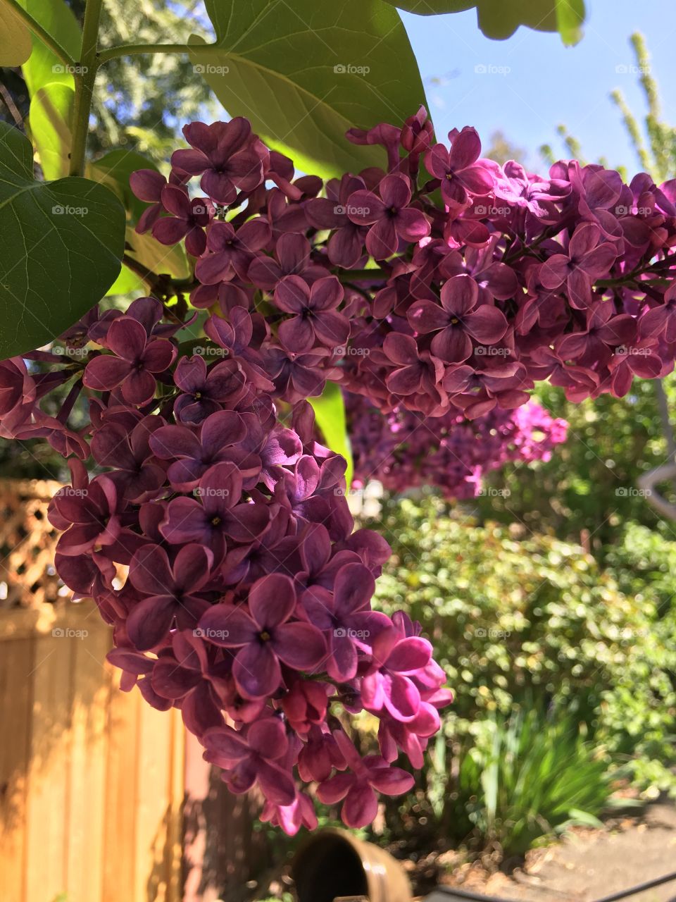 Lilacs