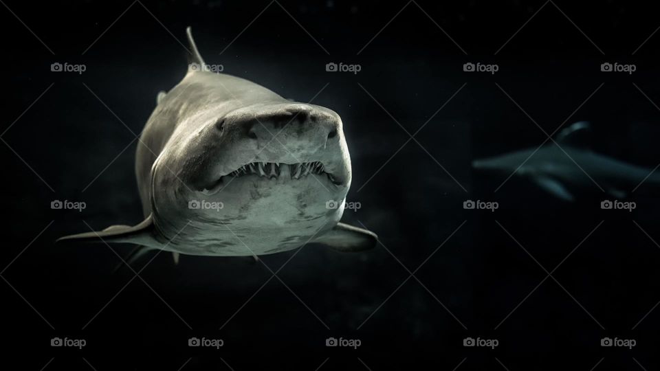 Great shot of a Grey Shark.  All proceeds go towards the conservation of endangered species.