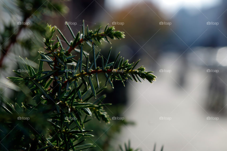 Close-up of bush branch growing in pots in the streets of Berlin, Germany.