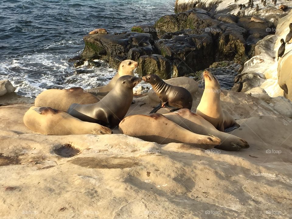 Sea Lions, San Diego 