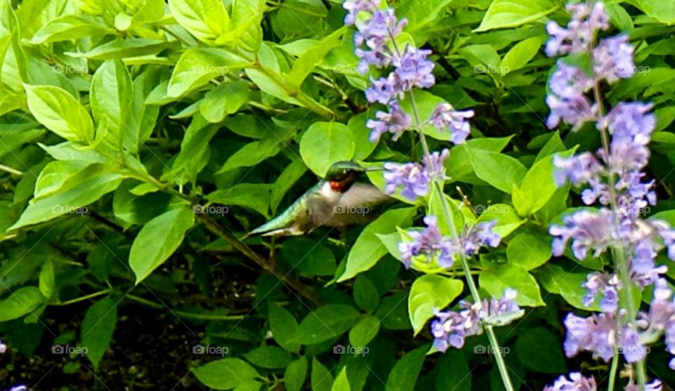 This capture of a hummingbird brought me a glimmer/moment of happiness when I saw I had managed to get a decent shot of one of these extremely fast moving birds.