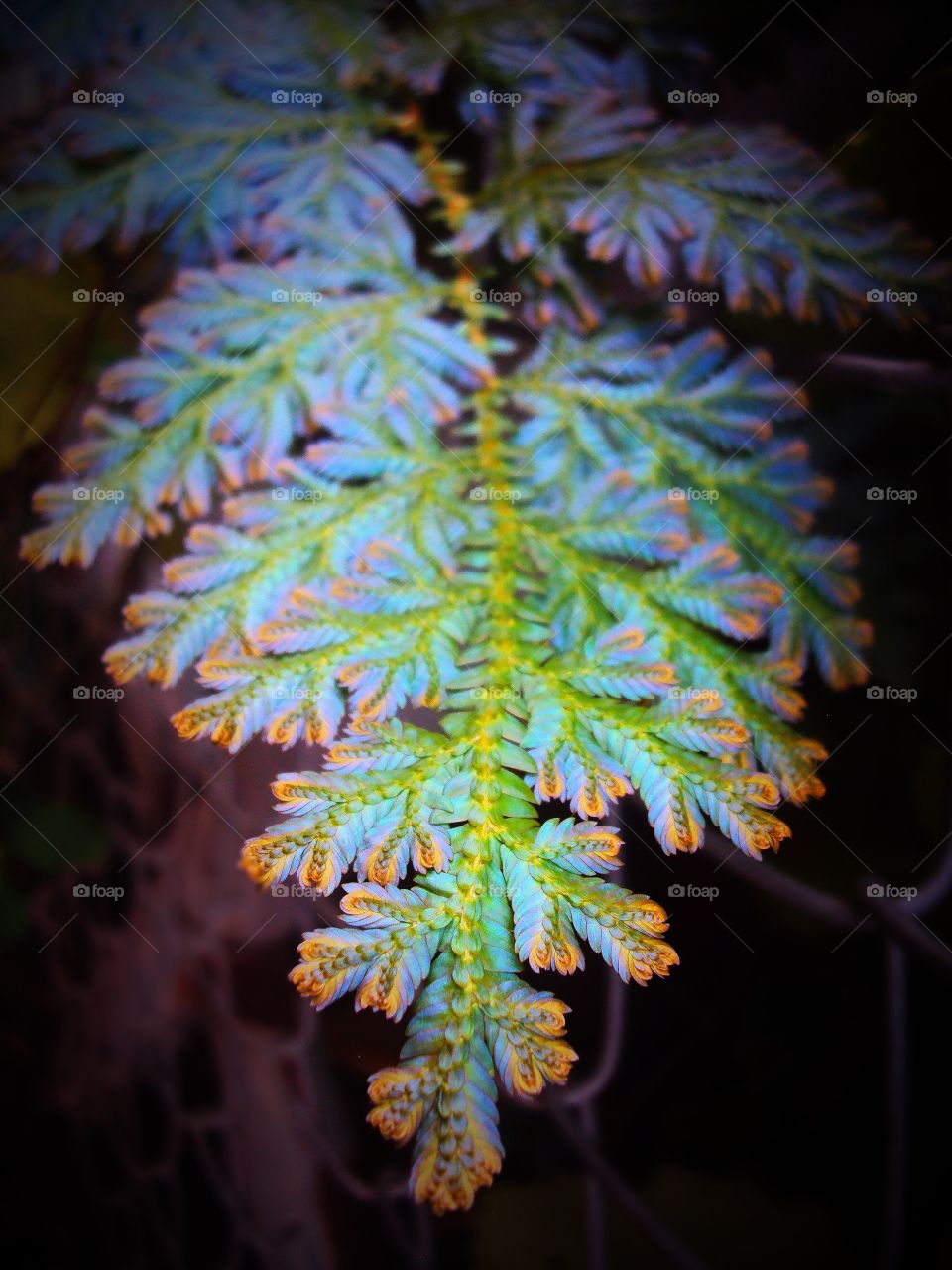 This is a Selaginella variety know for its Peacock colours. The vibrance emitted by this plant is beyond words! Totally the best pic of the week!