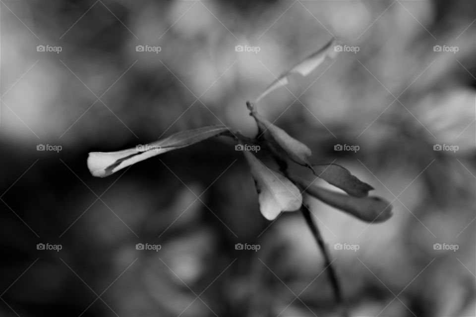 black and white leaves