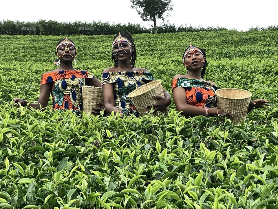 Agriculture Plant crop Field plantation Growth Farm Land Nature group of people Green rural scene women landscape rural area Adult child men togetherness day in Kiarutara , Kenya