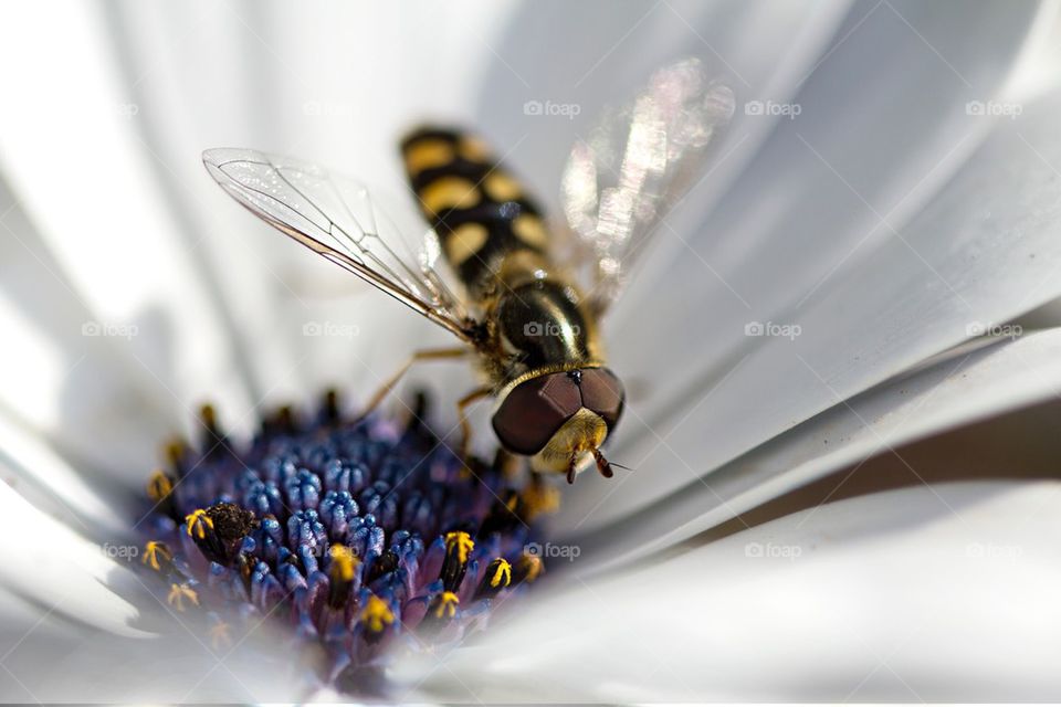 Hoverfly on flower