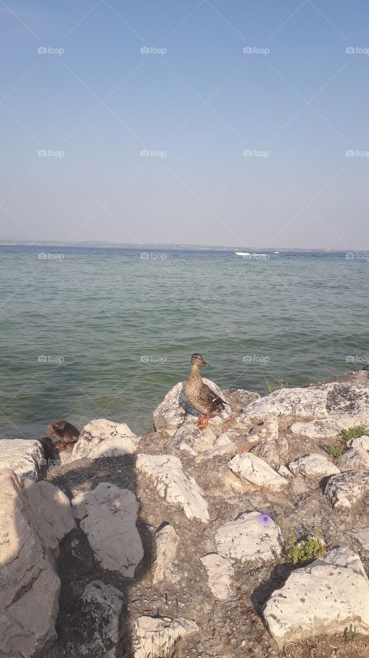 duck and little ducks at the Garda lake