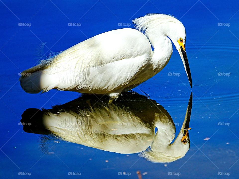 A Heron admires it's own reflection on a calm clear day when the water was glass-like in appearance
