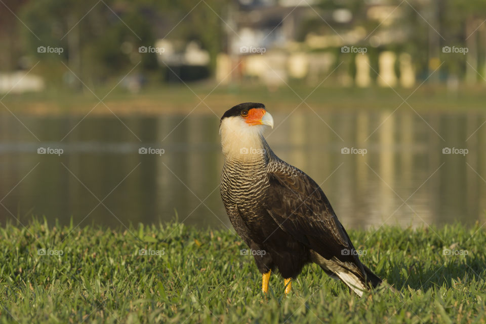 Caracara ( Polyborus plancus ).