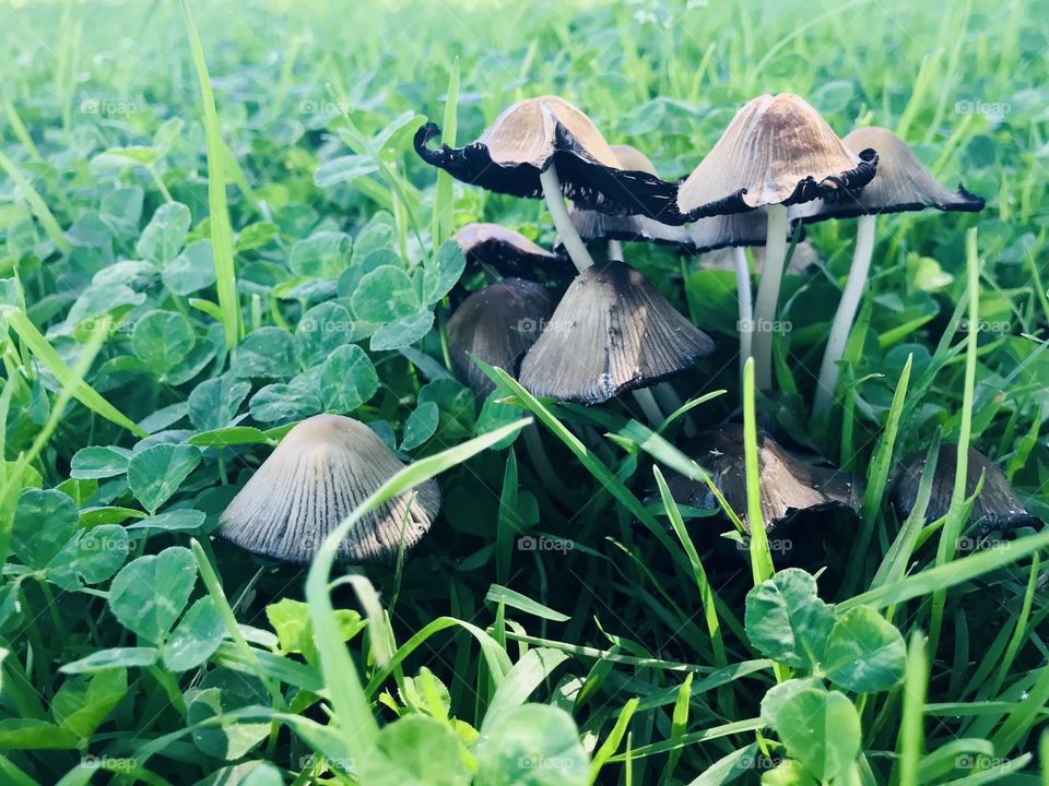 The mushrooms in the field 