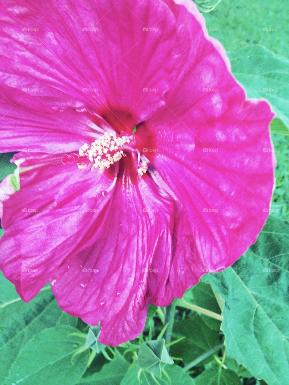 Fuschia Hibiscus