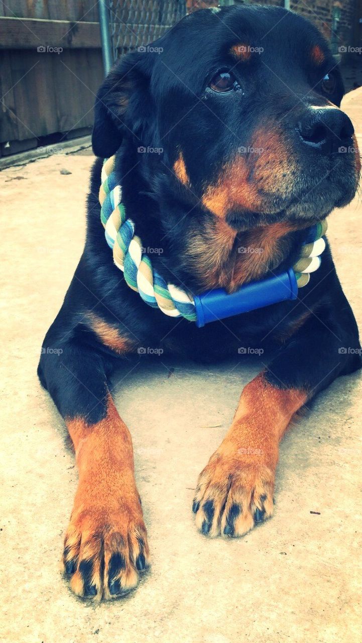 Rottweiler 