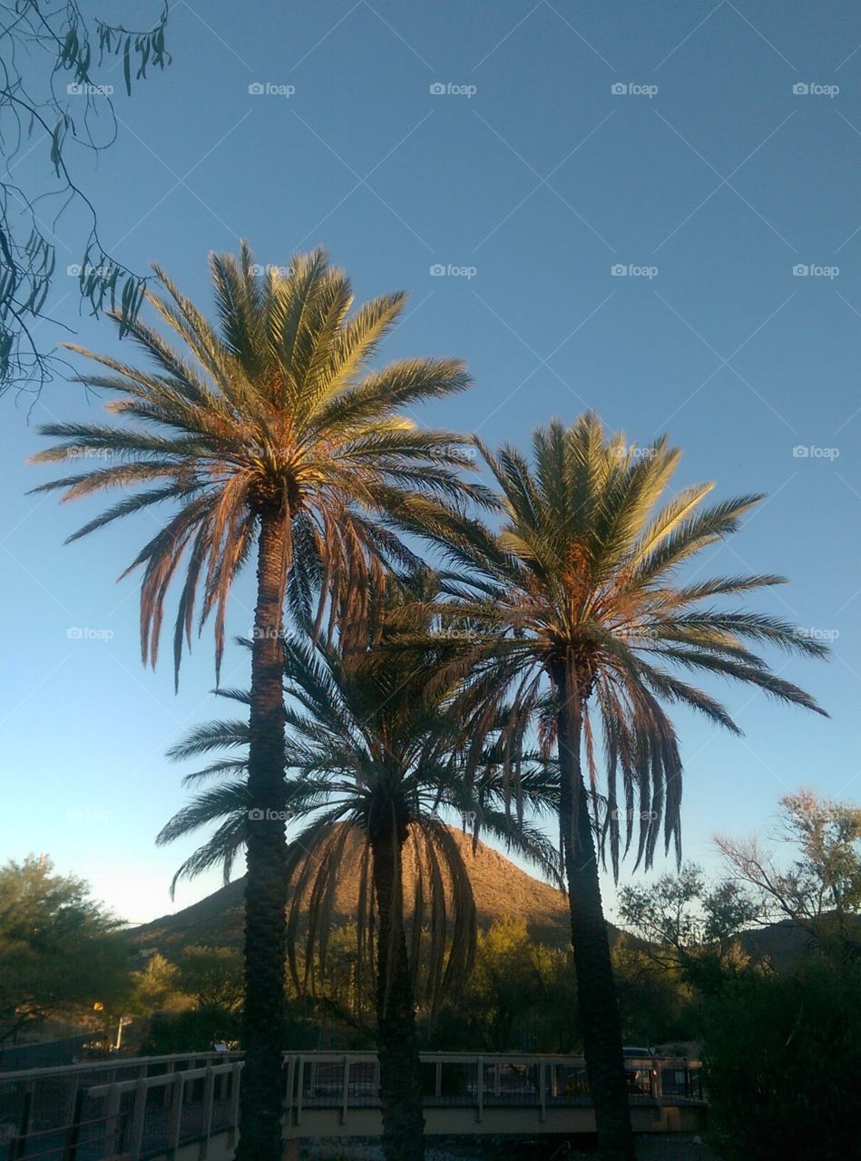 Arizona Palms