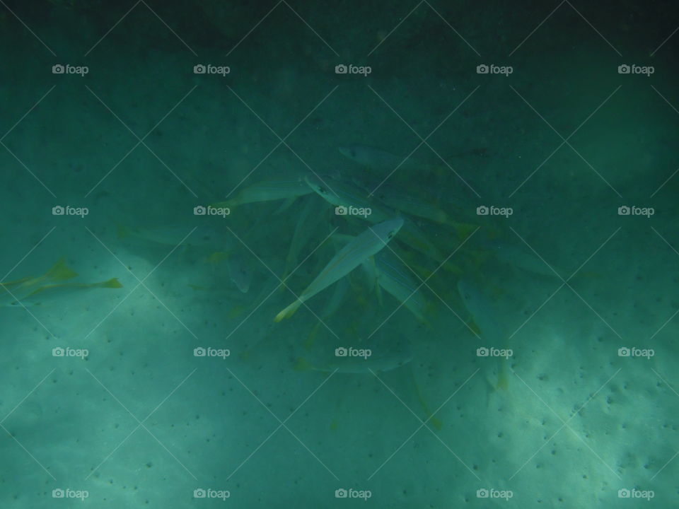 Fish in Hanauma Bay. 