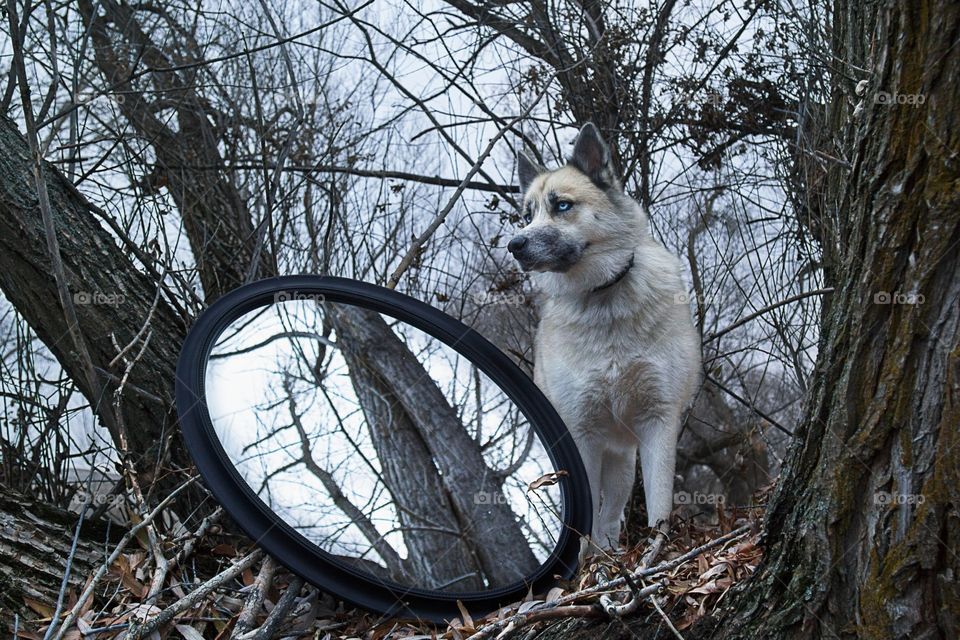 My dog the forest and a mirror 