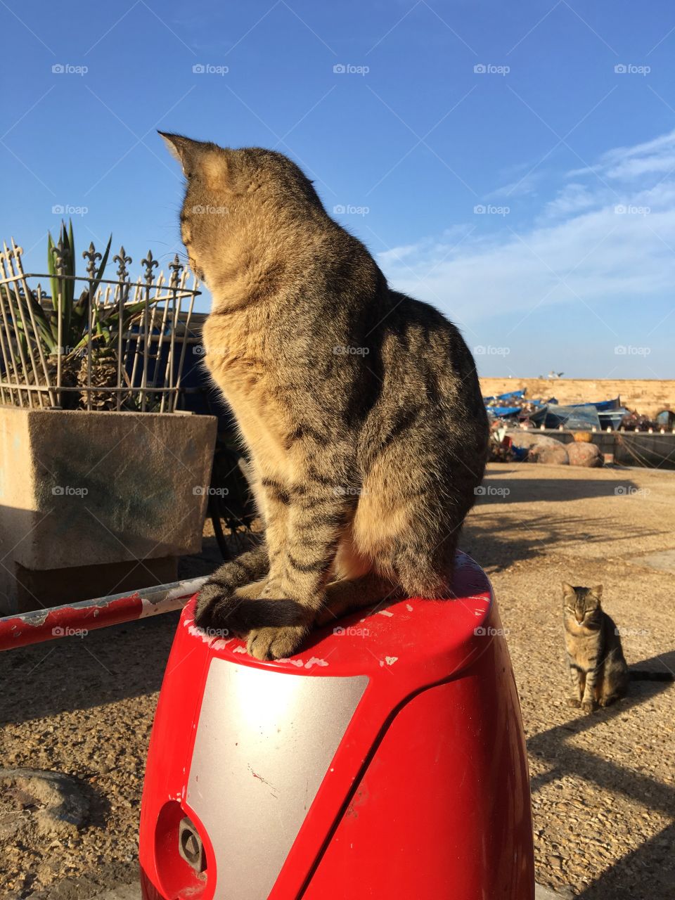 No Person, Portrait, Cat, One, Travel