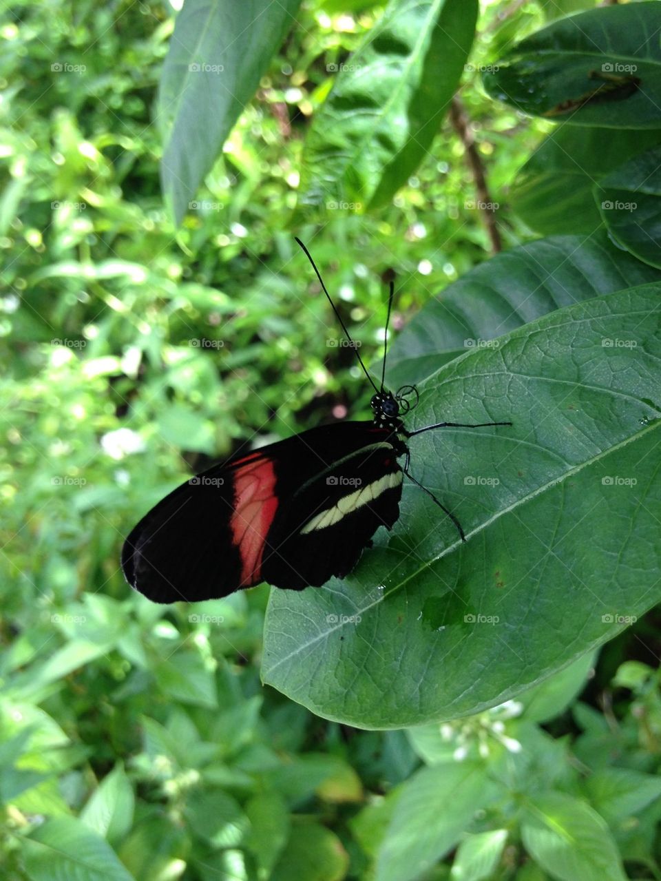 Black butterfly on green leaf