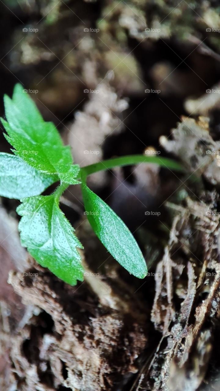 Plant growing