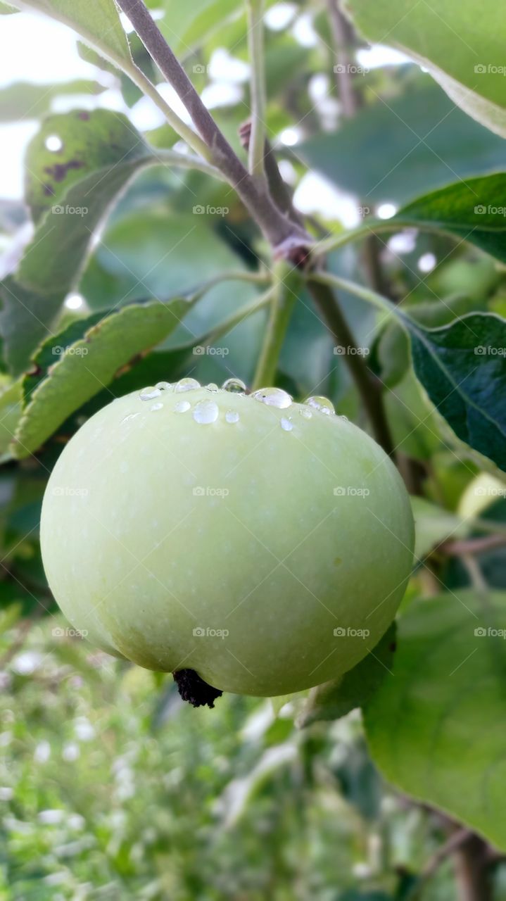 apple on a branch