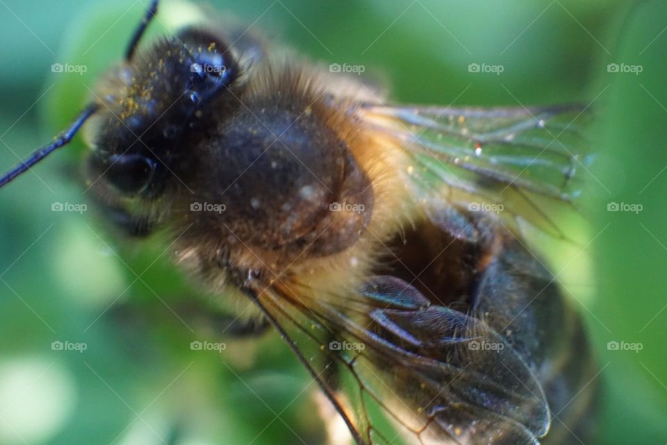 Bee#insect#nature#wings#plant#details