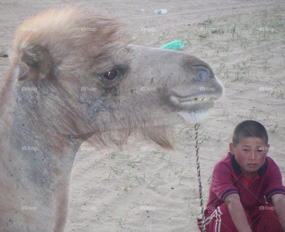 boy with camel in the Gobbi desert