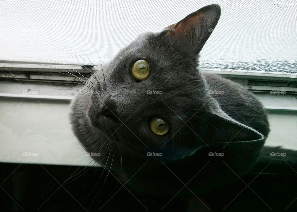 Cat at Window