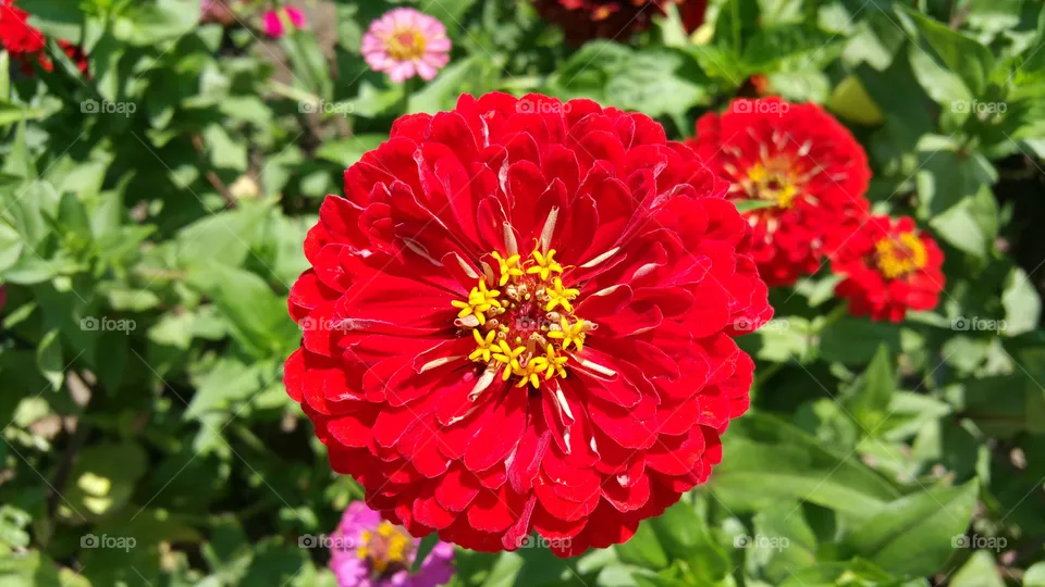 Flower