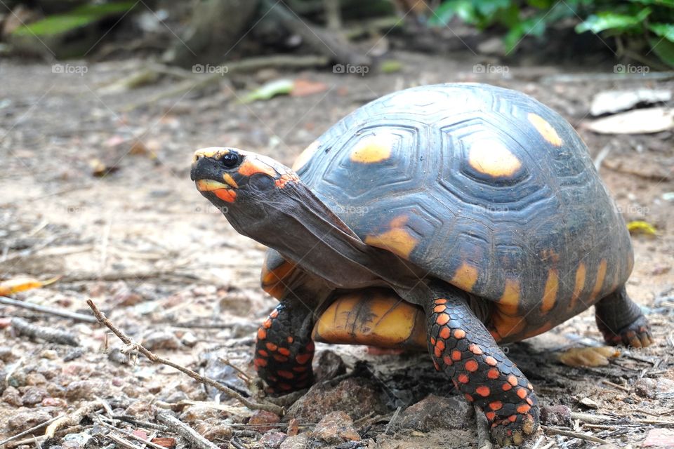  Red Footed Tortoise ( Chelonoidis carbonarius). The species is common in Brazilian forests, from the Northeast to the Southeast.