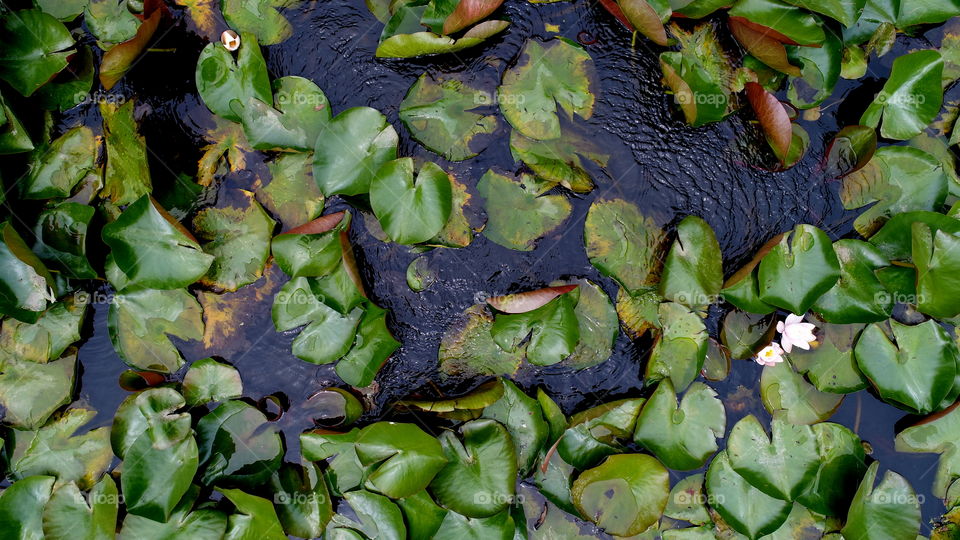 lake lily leaves