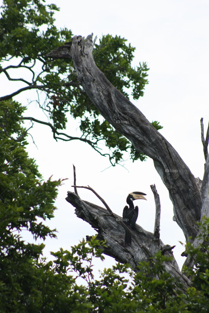 Rare Bird in the Wild. Sri Lanka. July 2010.