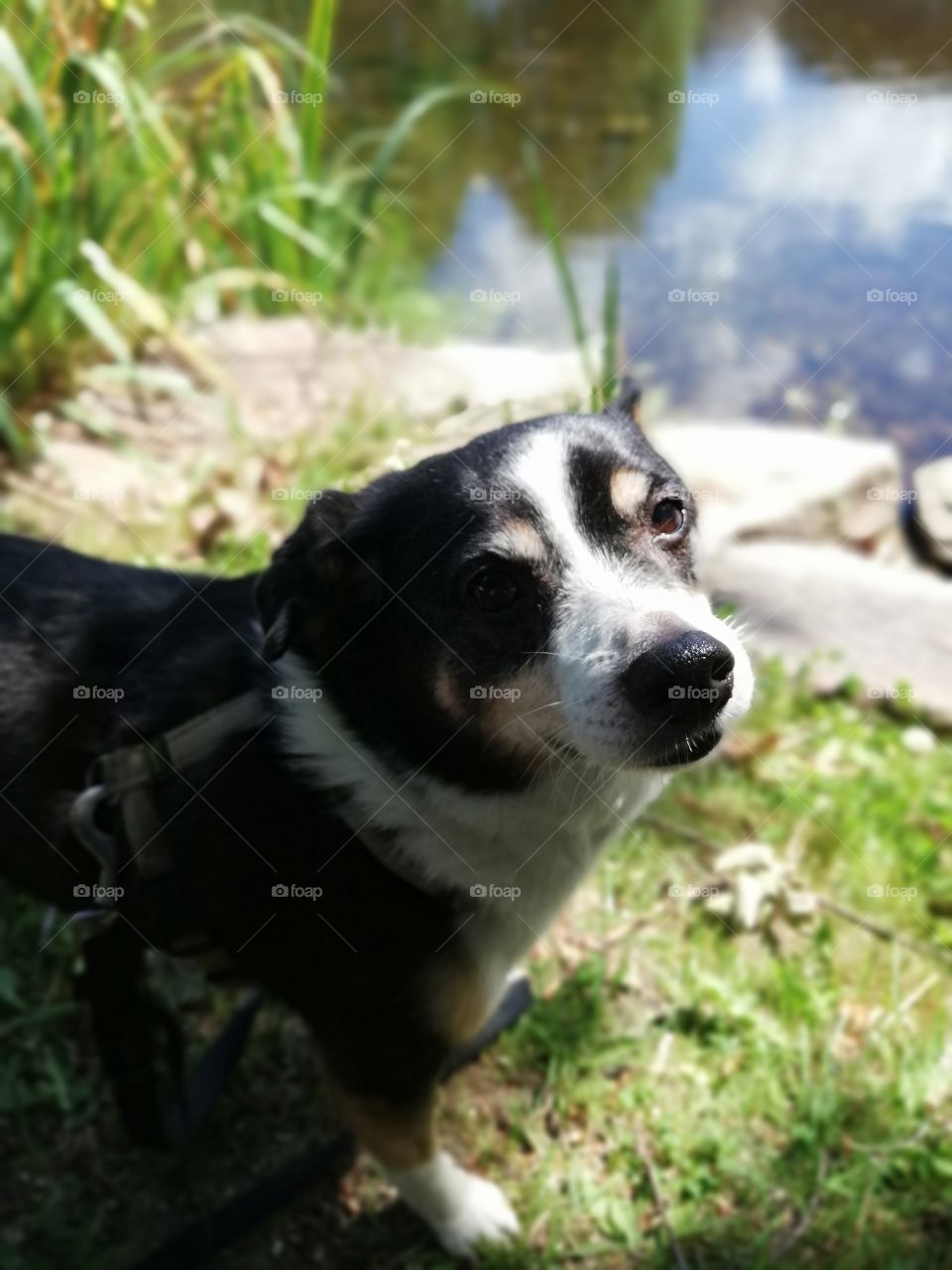 Small dog looking at the camera next to the water